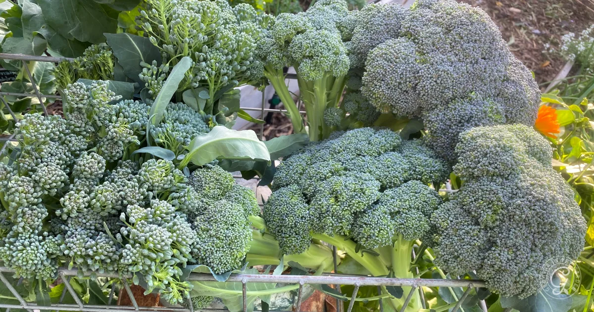 Freshly harvested broccoli heads and florets in a wire basket, surrounded by green leaves—perfect inspiration for learning how to use broccoli and cauliflower leaves in your next healthy dish.