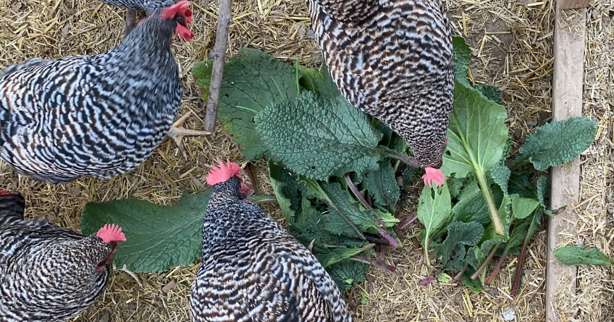Four black-and-white striped chickens eat leafy greens—like broccoli and cauliflower leaves—on straw-covered ground.