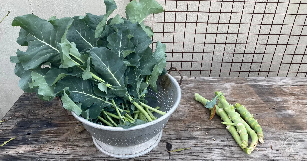 Freshly harvested broccoli leaves in a metal colander on a wooden table, with stalks lying beside it—a perfect example of how to use broccoli and cauliflower leaves in your favorite recipes.