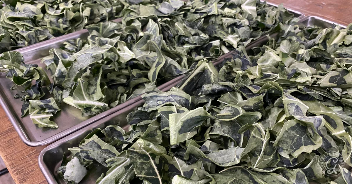 Trays filled with chopped green leafy vegetables, possibly collard greens or broccoli and cauliflower leaves, spread out to dry. Learn how to use broccoli and cauliflower leaves in creative ways for your next meal.