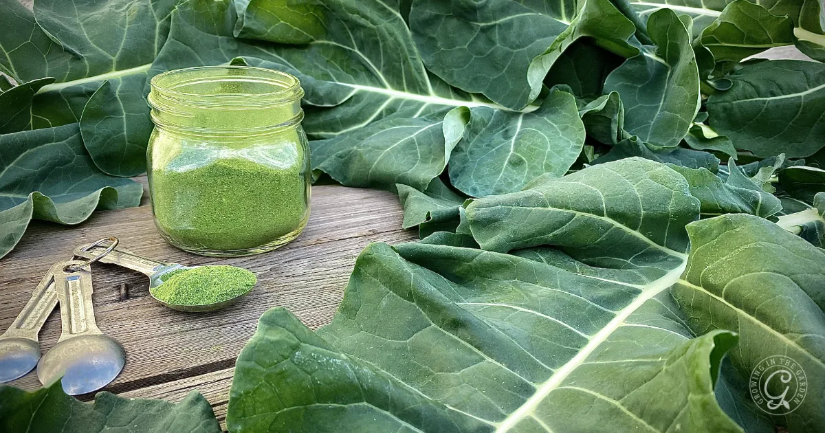 A jar of green powder, measuring spoons, and large green leaves on a wooden surface—perfect for learning how to use broccoli and cauliflower leaves in your favorite recipes.
