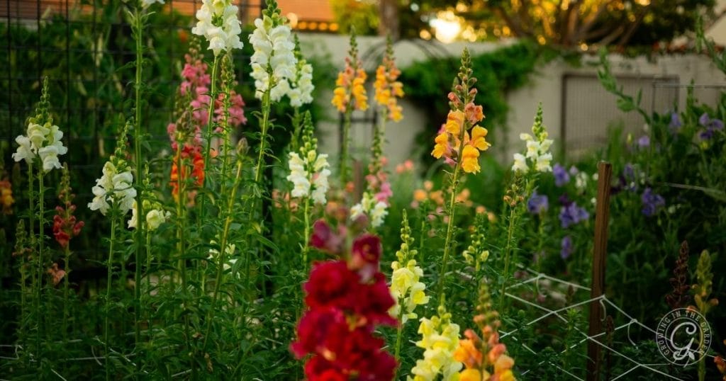 Snapdragons that were pinched