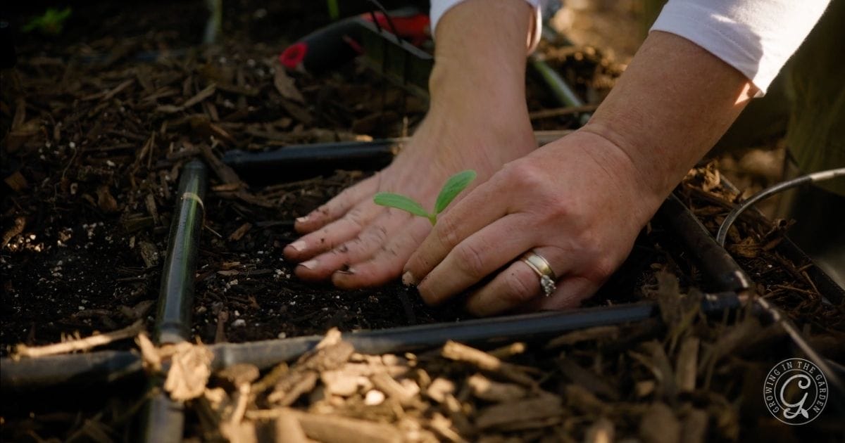 Hands with a ring gently planting a small green seedling in soil within a garden bed.