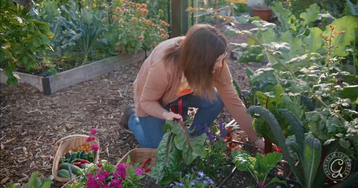 Harvest winter veggies to make room for your spring garden