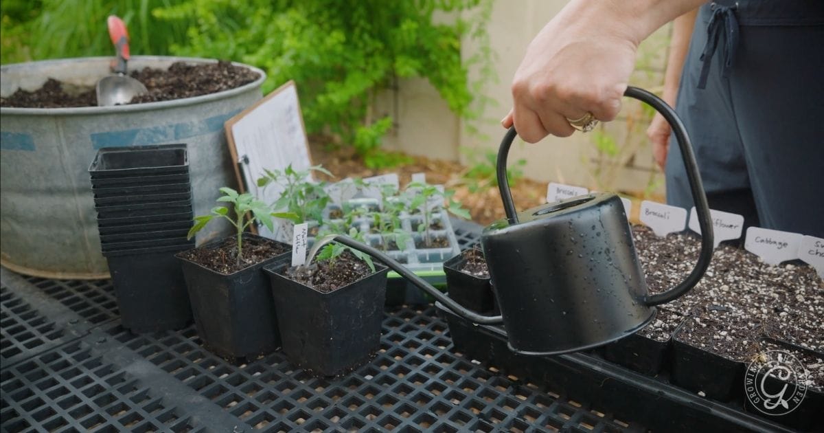 gather needed supplies to start seeds indoors for spring