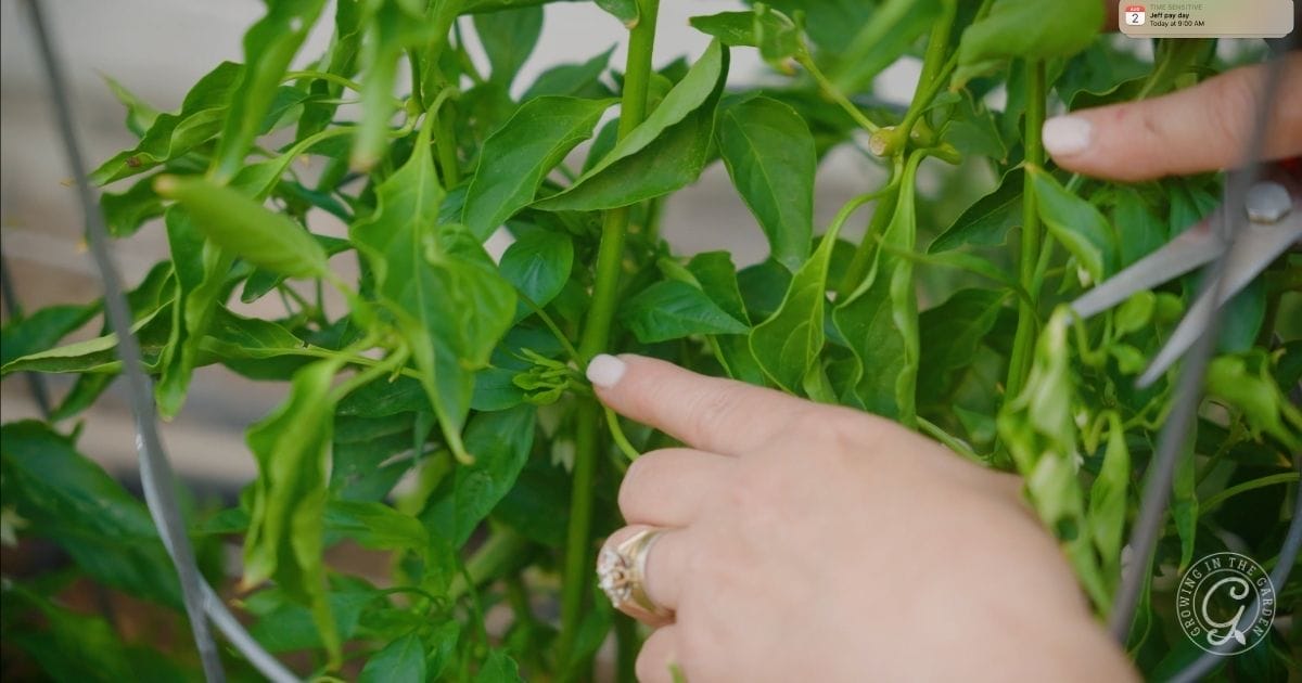 evaluate existing plants before spring