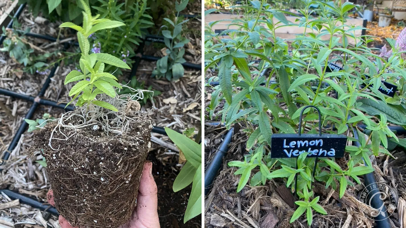 A hand holding a lemon verbena starter plant next to the same plant growing in a garden bed with a plant marker.