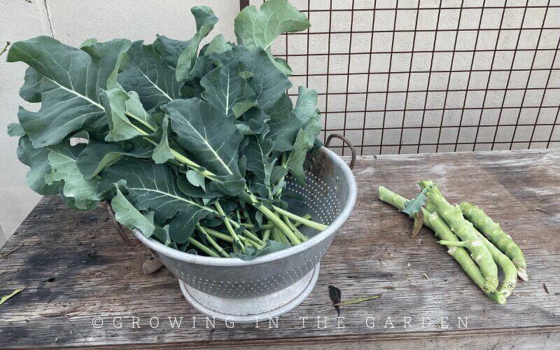 Even with all the ways to use broccoli and cauliflower leaves, you may still have an abundance. What is the best way to preserve broccoli and cauliflower leaves? 