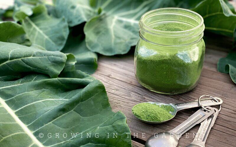 Adding the greens powder to smoothies, soup, chili, or whatever you want is simple. Add as much or as little as you would like. 