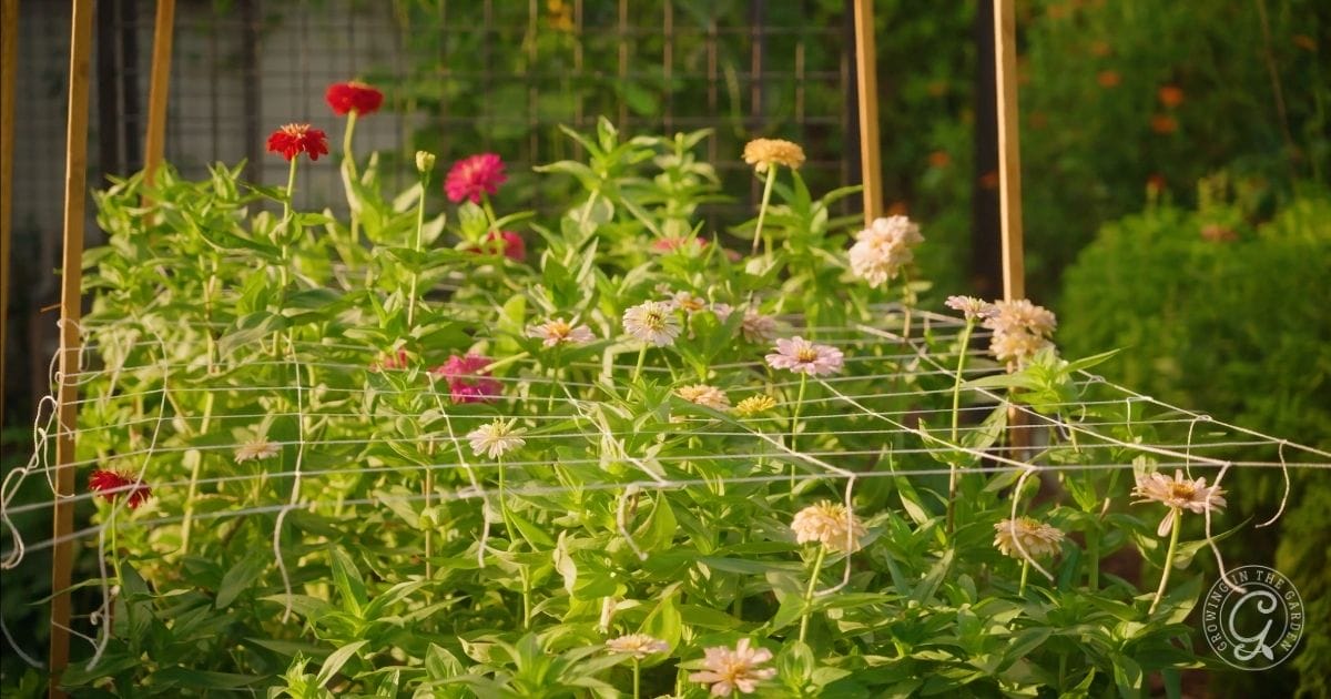 zinnias that were pinched