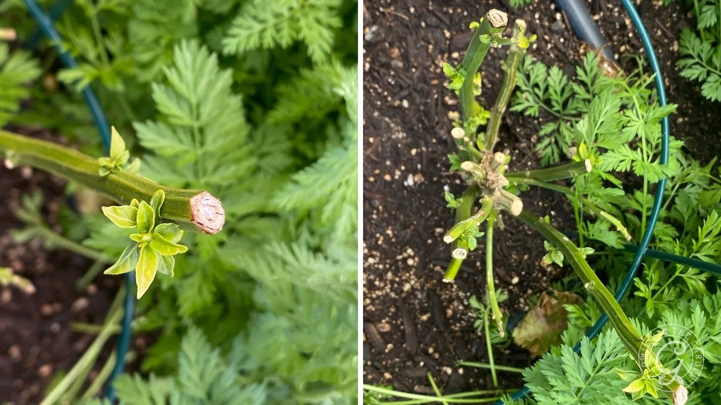 Left: Carrot tops with new growth. Right: Severely pruned, damaged carrot tops in soil.