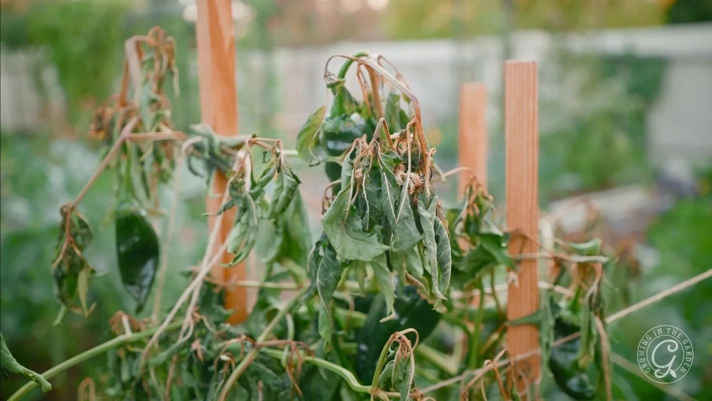 Close-up of wilted, dried pepper plant leaves supported by wooden stakes in a garden.