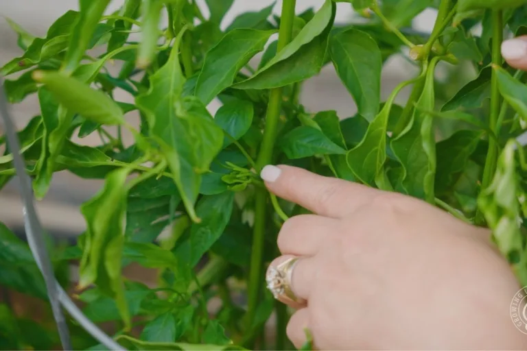 How and When to Prune Peppers in Mild-Winter Climates featured image