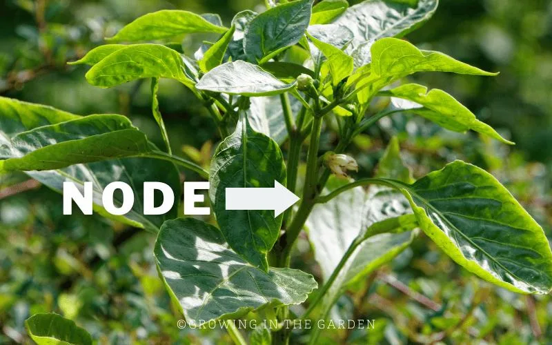 Nodes are the points on a stem where the buds, leaves, and branching twigs originate. Identify the nodes on pepper plants by noticing where the branches divide. 