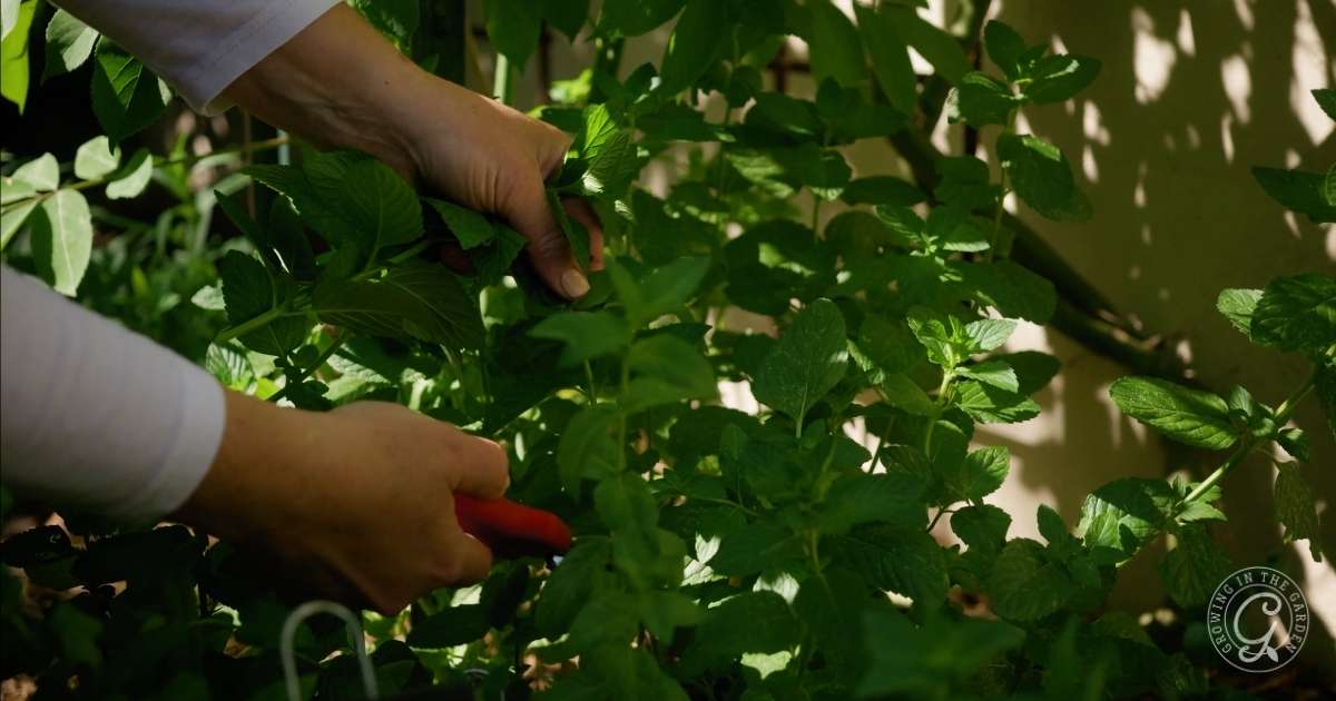 How to Grow Mint: Outside, Inside, and in Containers