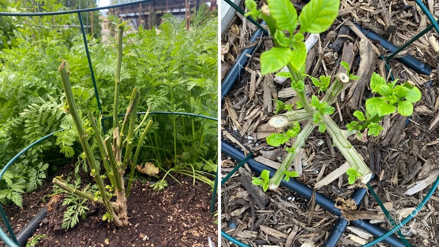 Two images of garden plants with most stems cut, showing new green growth and leafy surroundings.