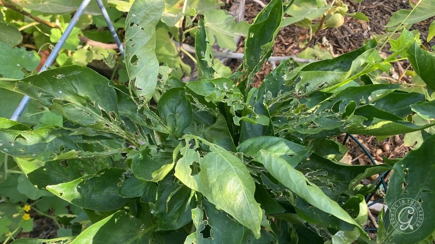 Green plant leaves with numerous holes and damage, likely caused by pests or insects.