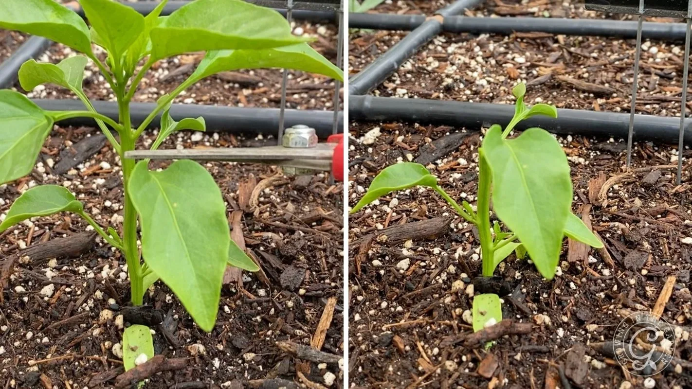 Two-panel image showing a young pepper plant being pruned with scissors, then the plant after pruning.