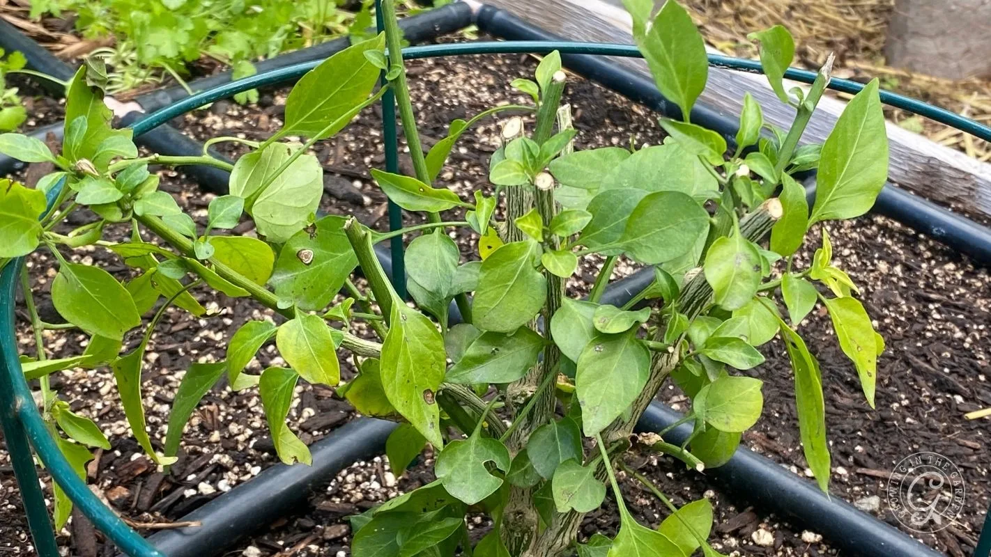 A pepper plant with pruned stems and green leaves growing in a garden bed with a support cage.