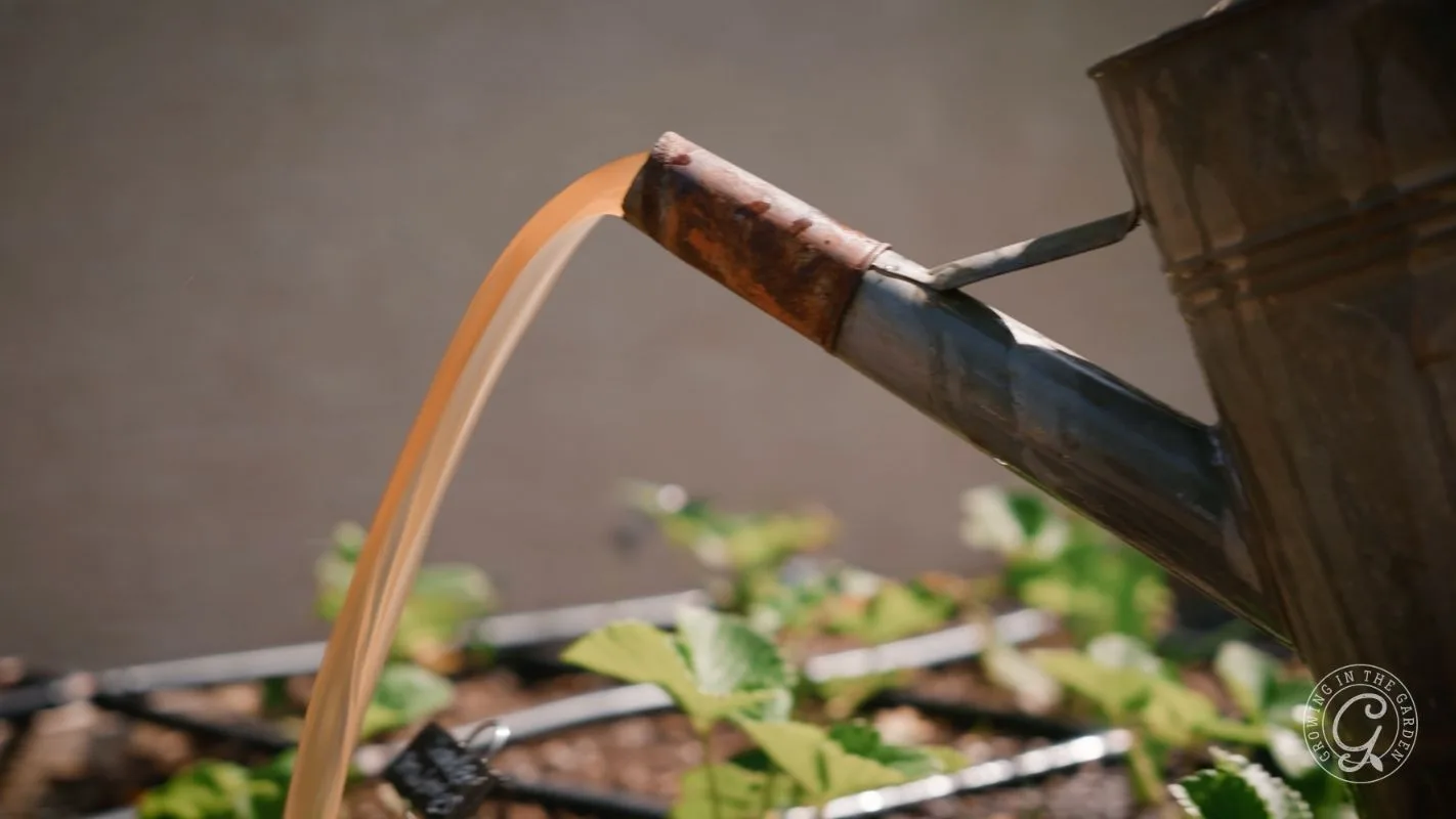 A watering can pours liquid onto green plants growing in a garden bed.