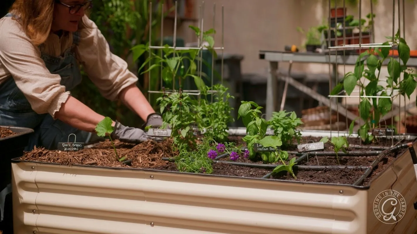 A person wearing gloves tends to plants in a raised garden bed with seedlings and plant markers.