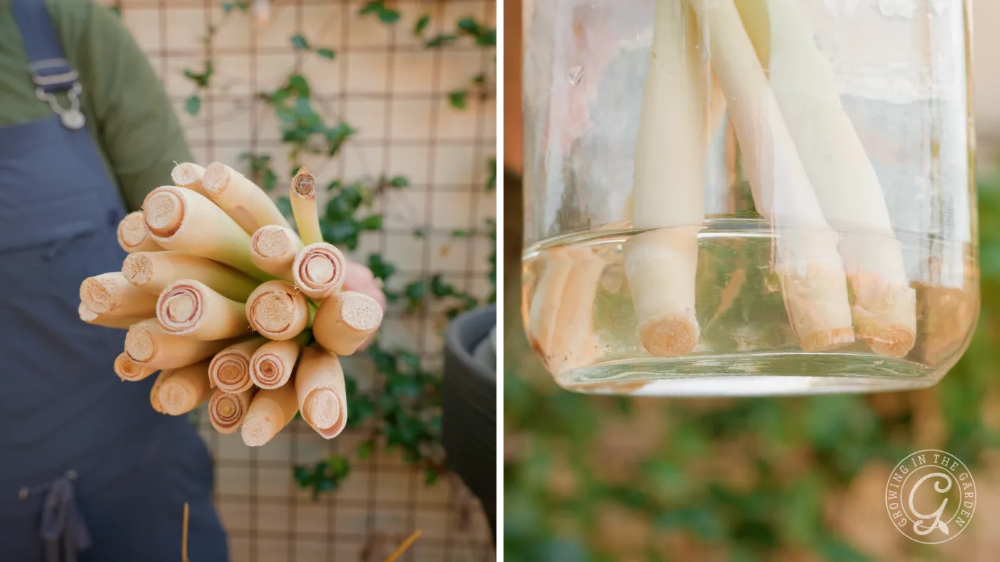 A person holds lemongrass stalks; on the right, stalks are shown rooting in a glass of water.