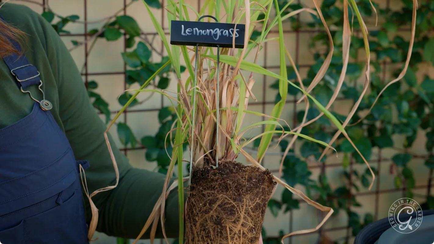 A person holds up a lemongrass plant with exposed roots; a label reads Lemongrass.