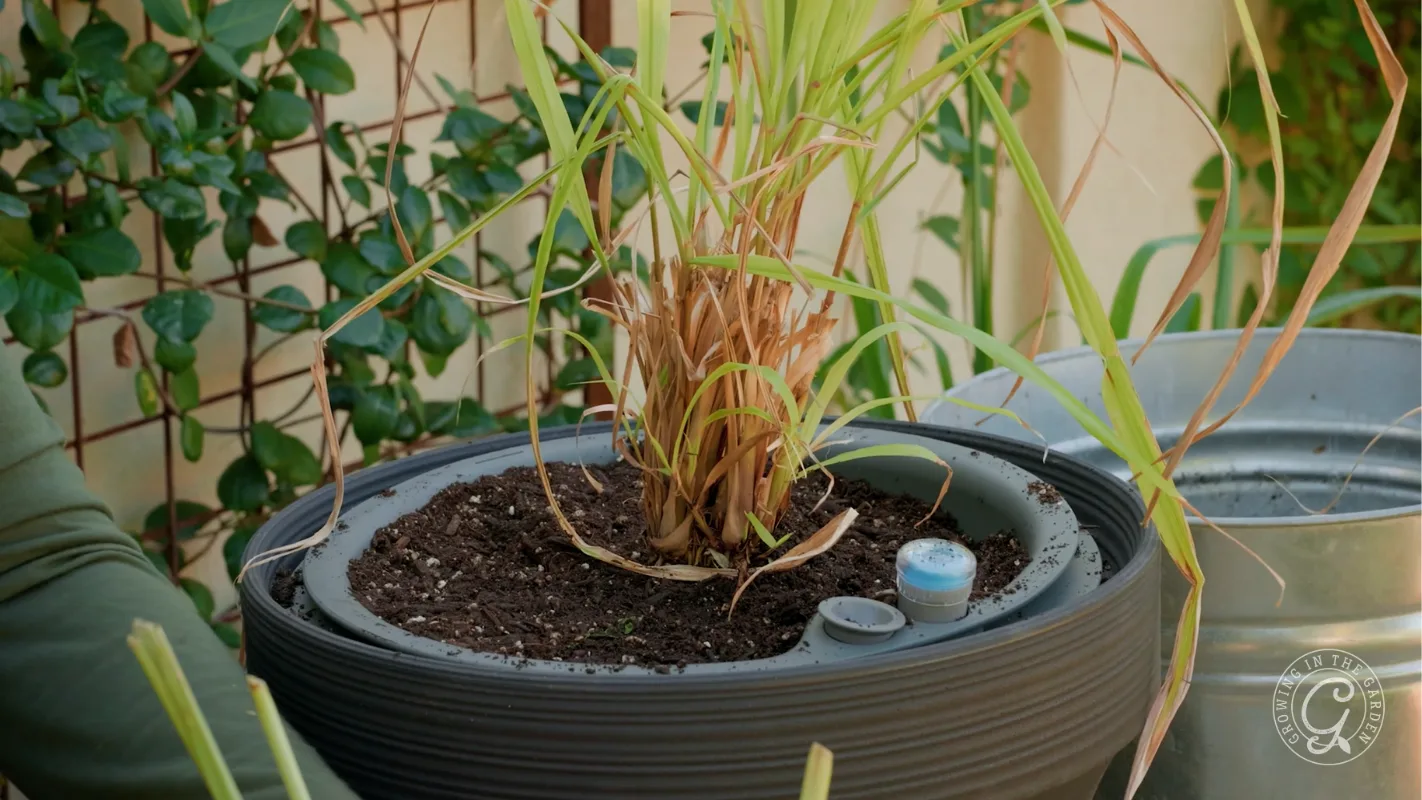 A potted plant with tall green and brown leaves sits in a round black container on a patio.