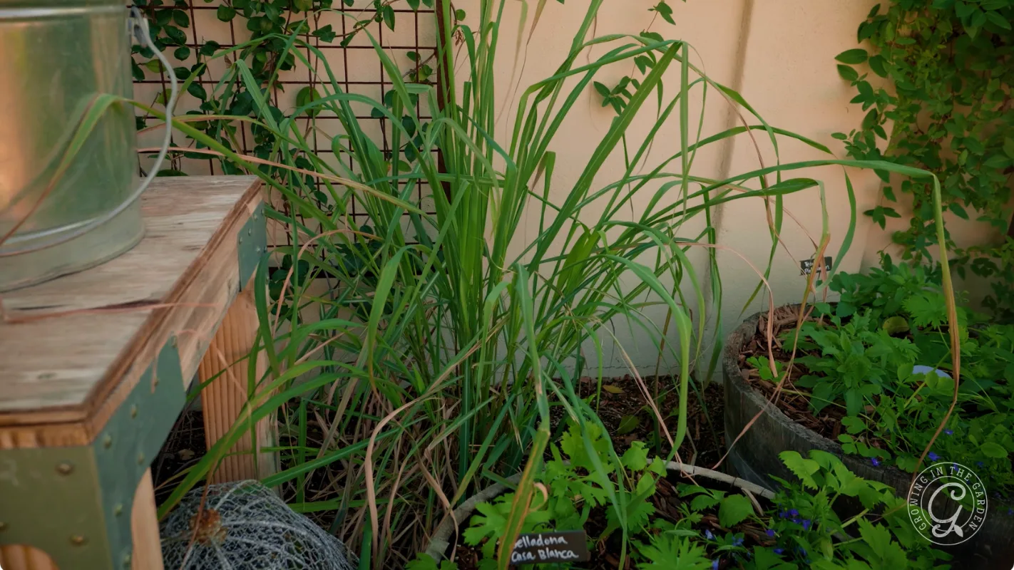 Tall lemongrass grows in a garden bed surrounded by other green plants and a wooden structure.