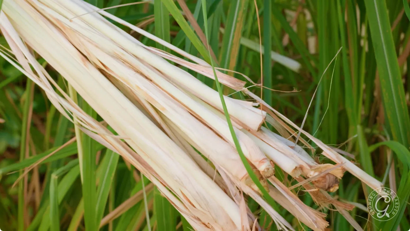 A bundle of freshly cut lemongrass stalks rests among green blades of lemongrass leaves.