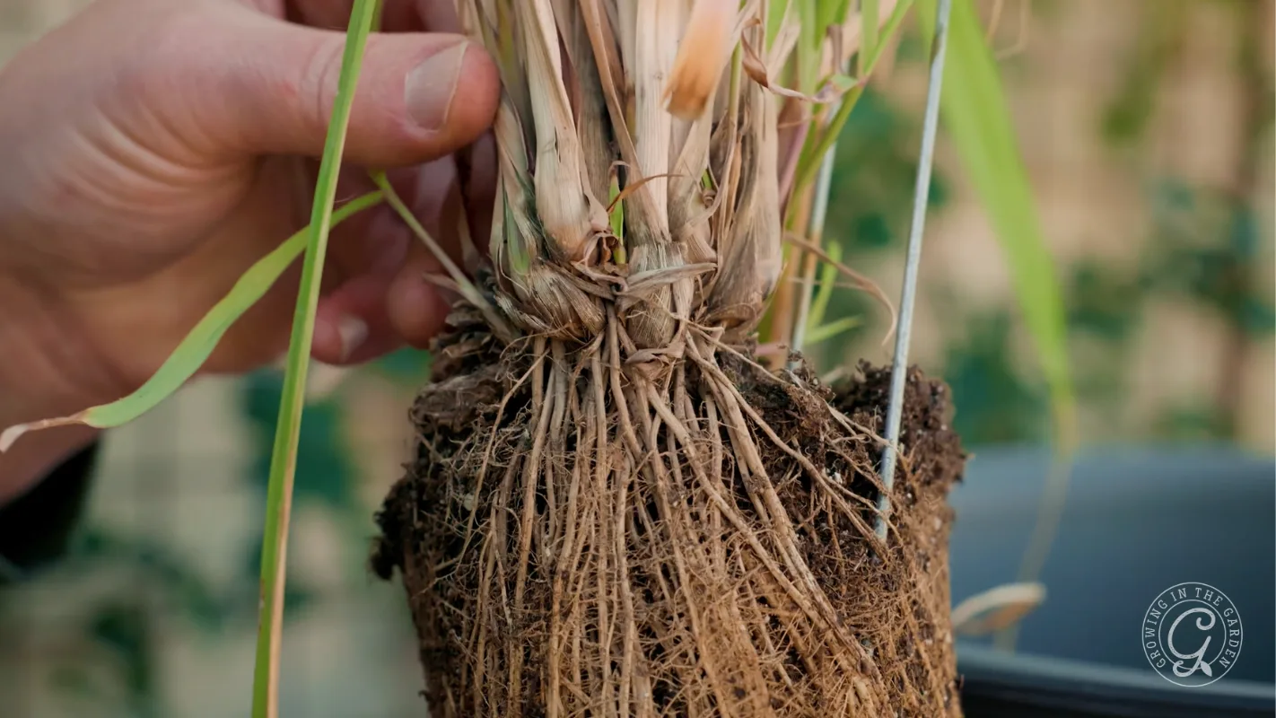 A hand holds up a clump of grass showing detailed roots and stems against a blurred background.