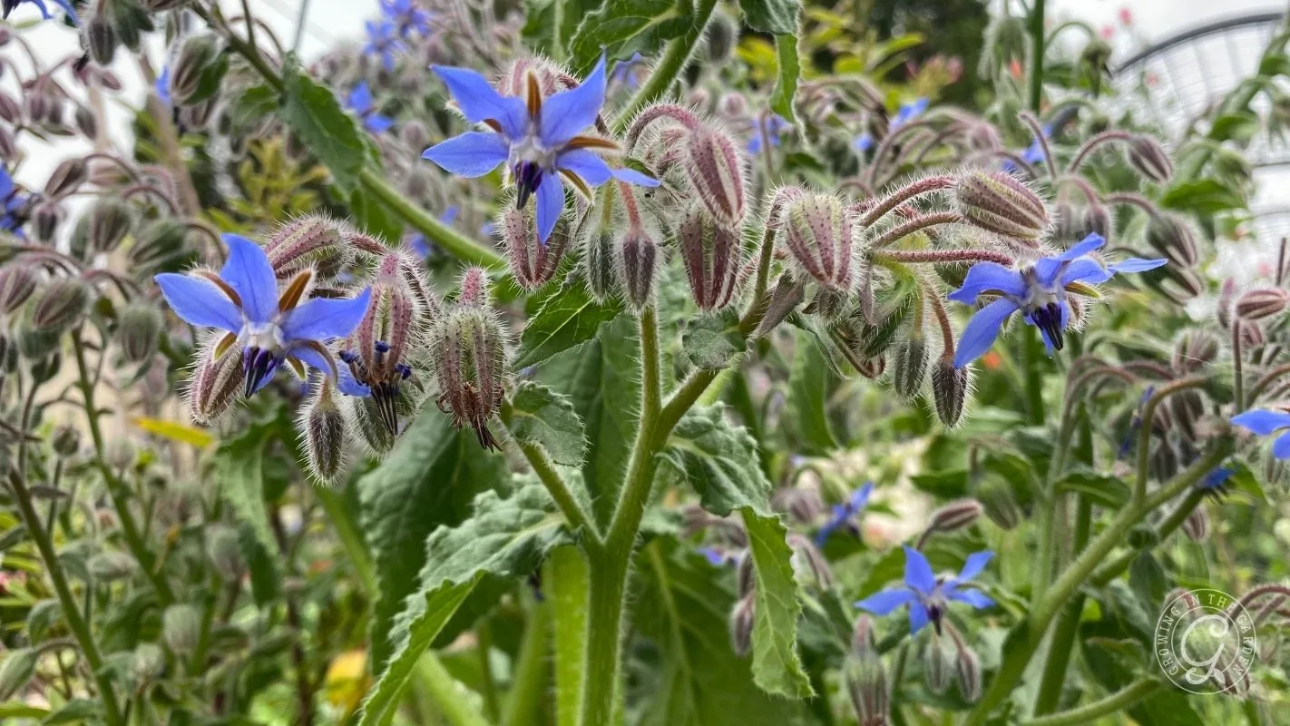 Blue borage flowers with fuzzy stems and leaves grow densely in a garden setting.