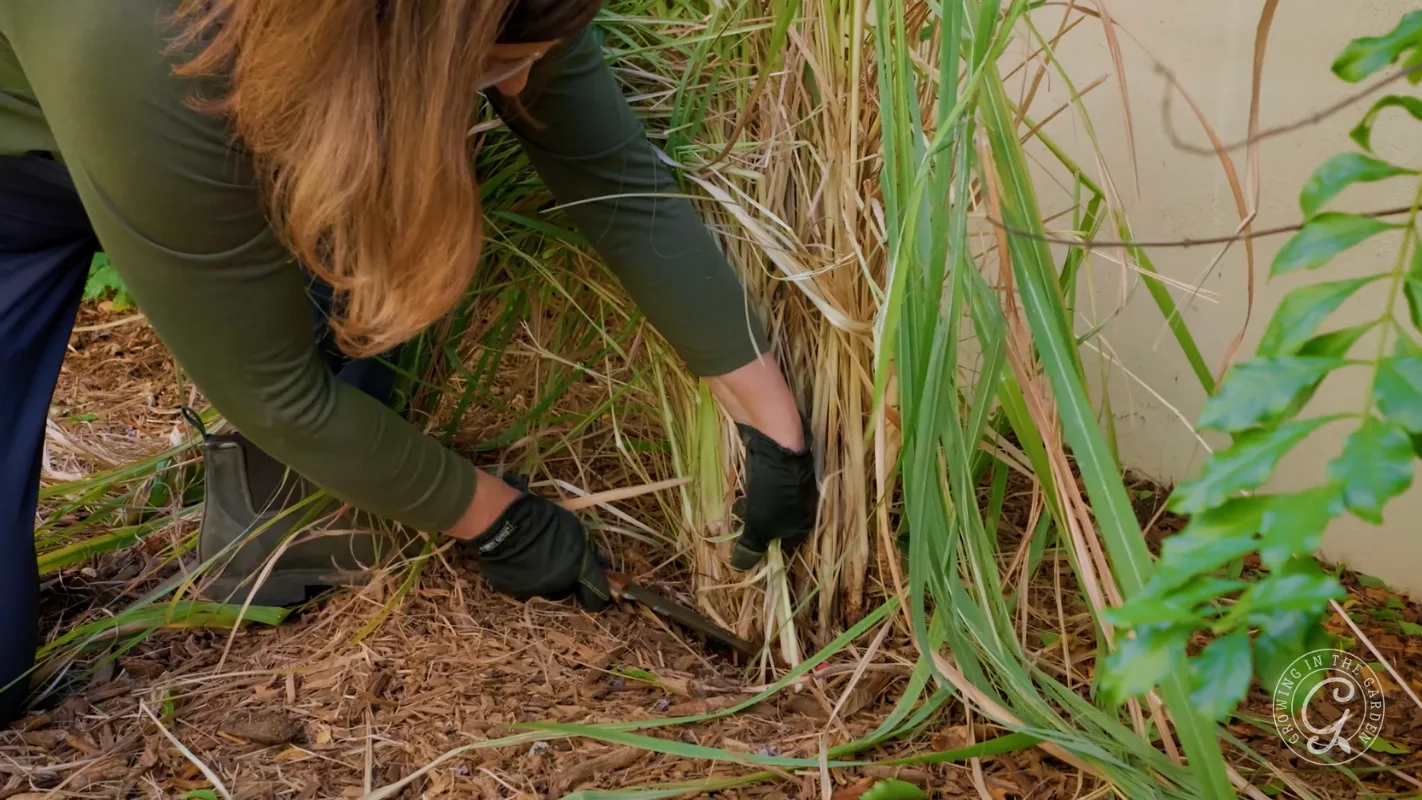 Person wearing gloves cuts tall grass at the base near mulch with pruning shears.