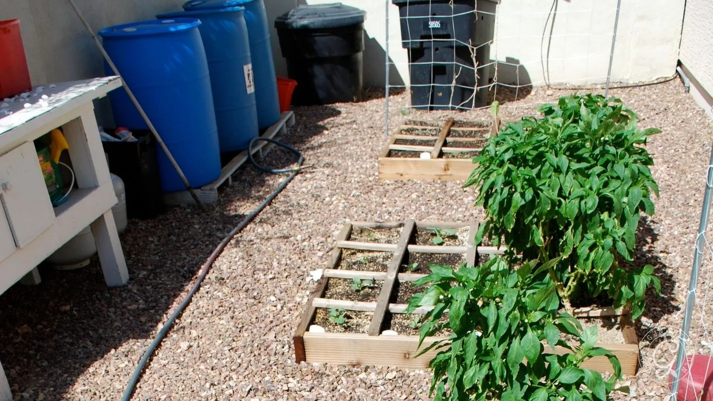 A small backyard garden with raised beds, green plants, blue barrels, and gravel ground.