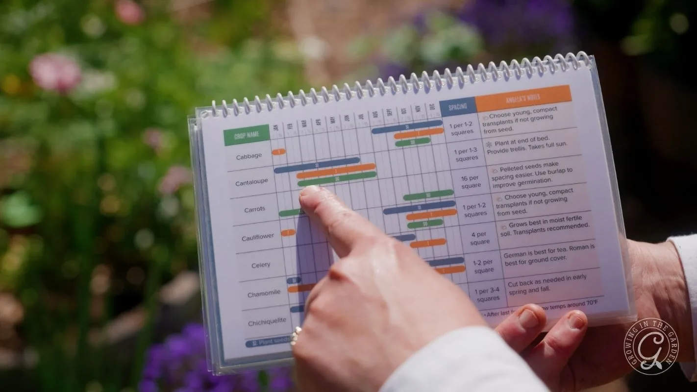 A hand points to a planting schedule chart with colorful bars for different vegetables outdoors.