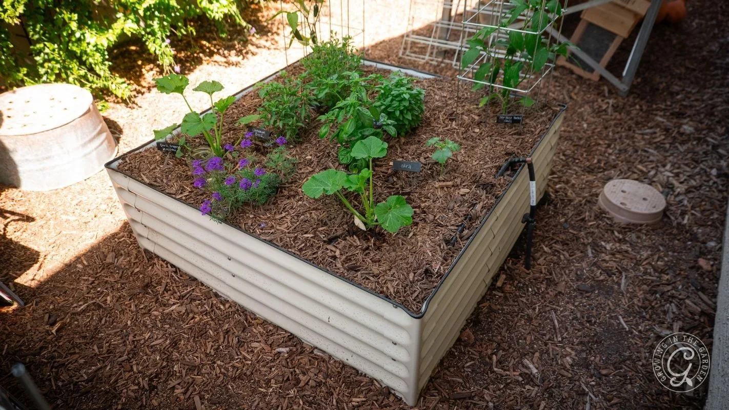 A raised garden bed with various young plants growing in soil covered with mulch, outdoors in a sunny area.