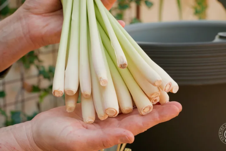 How to Grow, Harvest, Divide, and Use Lemongrass featured image