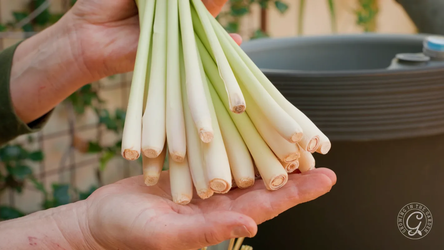 Two hands holding a bundle of fresh lemongrass stalks with a blurred background.
