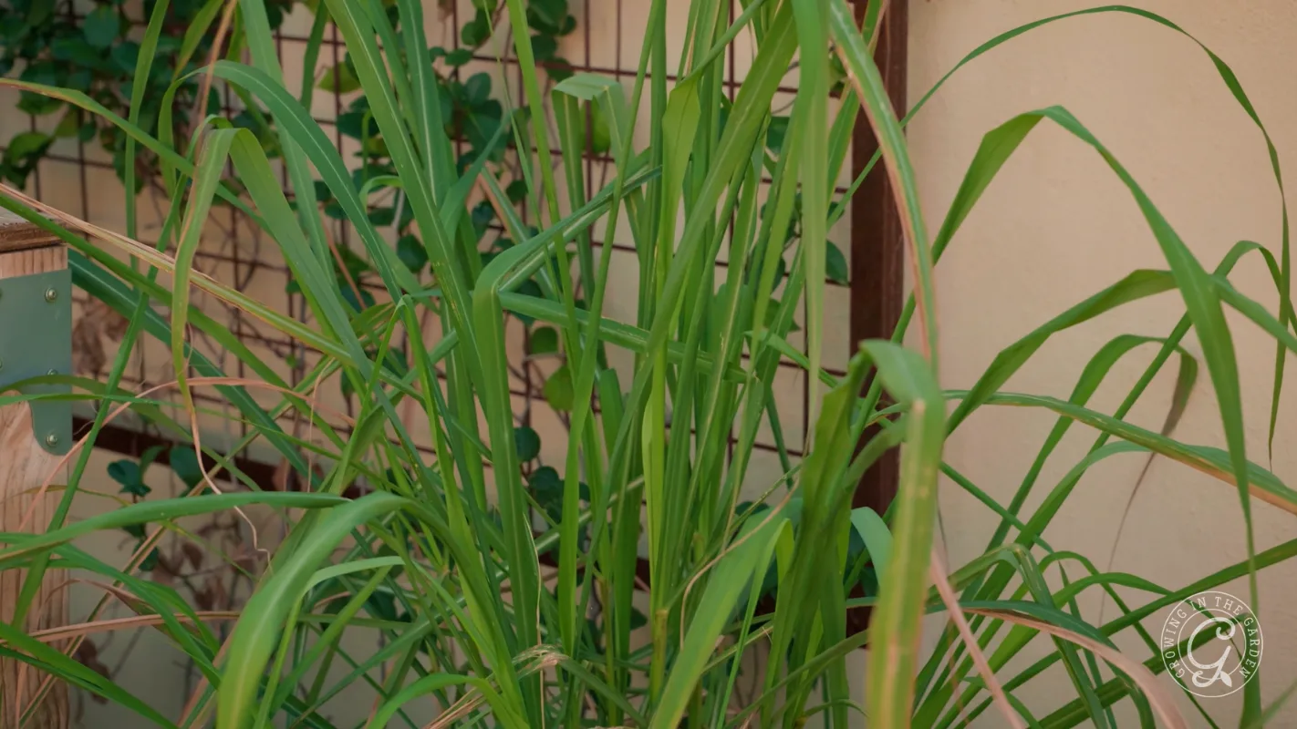 Tall green lemongrass stalks grow densely in a garden, set against a beige wall and trellis.