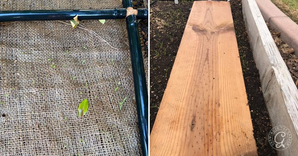 Side-by-side images: on the left, small green sprouts grow under burlap framed by metalโshowing how to grow carrots; on the right, a wooden garden walkway sits between two raised soil beds with a circular logo in the bottom right corner.