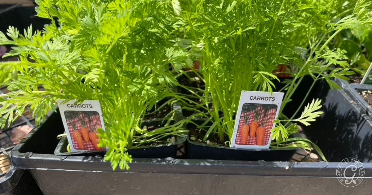 Small carrot plants in pots, each labeled with a photo of grown carrots and CARROTS. The leafy green tops thrive in a black container tray outdoors. Perfect for learning how to grow carrots or discovering how to grow carrots in Arizona.