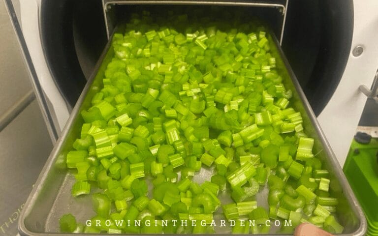 How to Make and Use Freeze-Dried Celery - Growing In The Garden