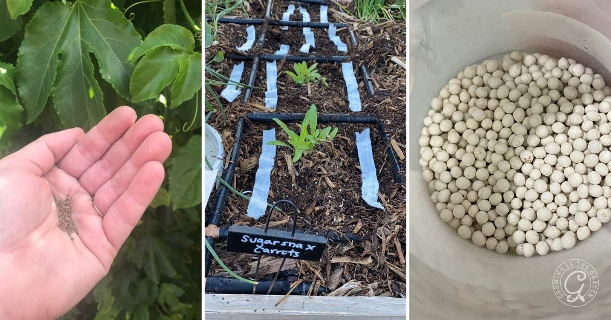 A collage for How to Grow Carrots shows: a hand holding small seeds near green leaves, young carrot seedlings in a labeled garden bed, and a container filled with round white fertilizer pellets.