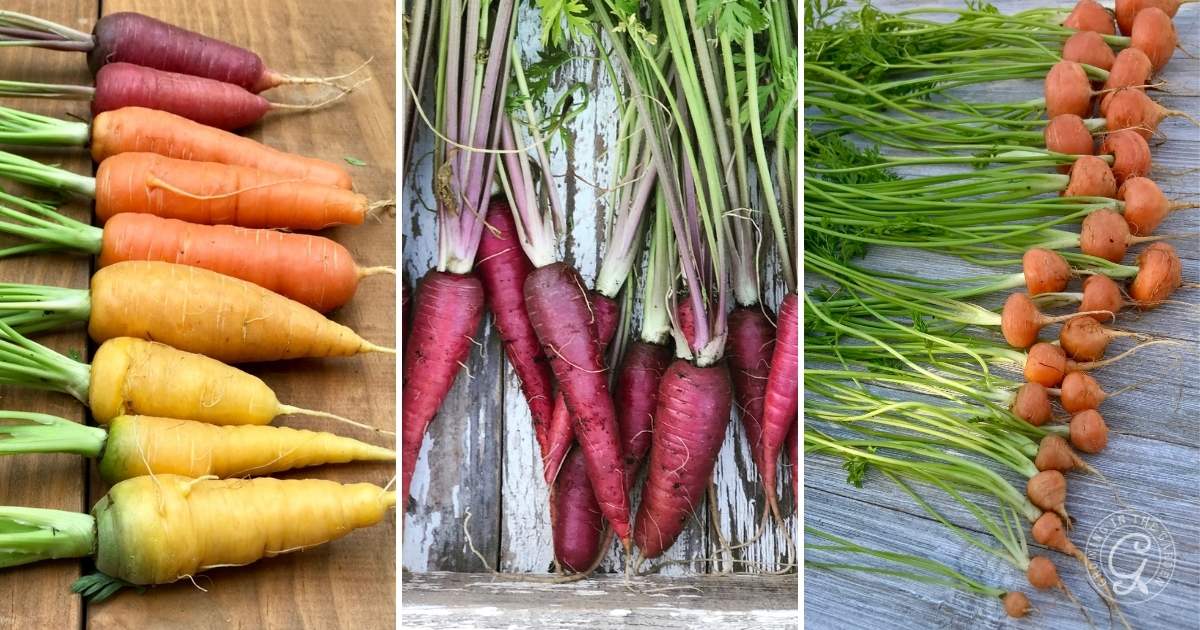 Plant a variety of carrots