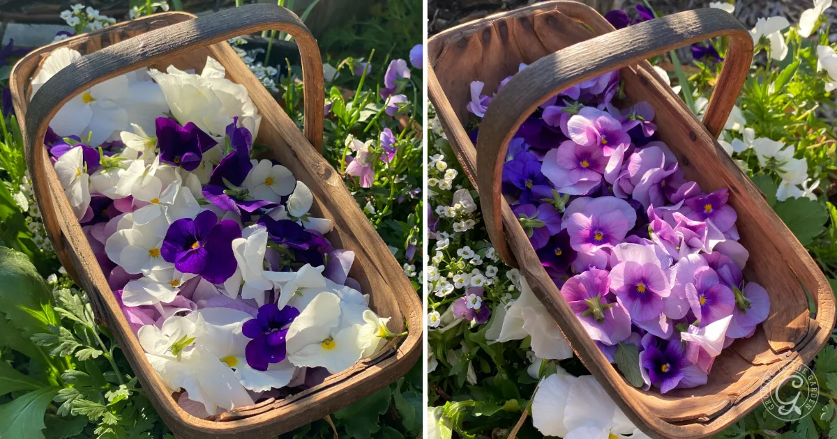 Two wooden baskets filled with freshly picked purple and white pansies on green grass, perfect for anyone interested in growing and using edible flowers.