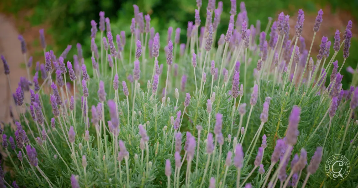 Lavender plants with tall, slender stems and clusters of purple flowers against a green background, perfect for those interested in growing and using edible flowers.