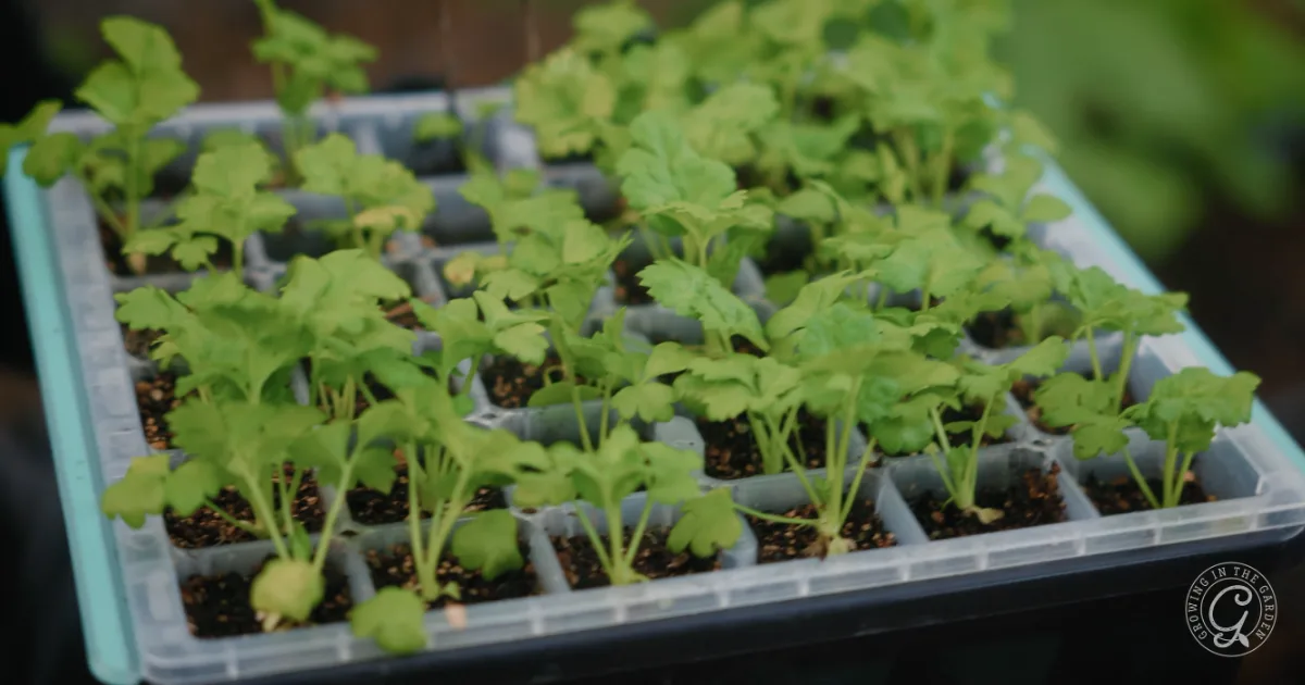 Small green seedlings growing in a plastic tray filled with soil, organized in neat rows—perfect for gardeners learning how to make & use celery salt straight from their fresh harvest.