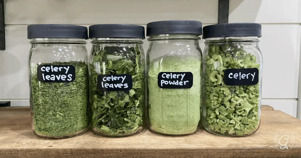 Four glass jars on a shelf, labeled with celery leaves and celery powder, hold dried green contents—perfect for learning how to make & use celery salt in your favorite recipes.