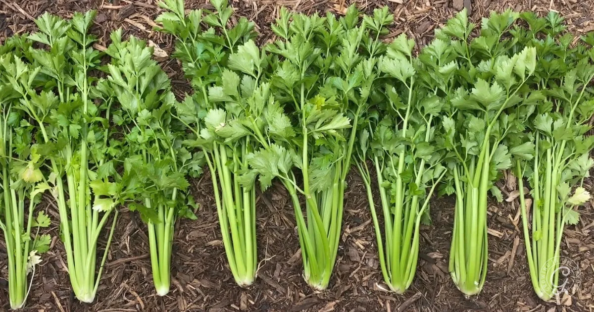 Six bunches of fresh celery with green leaves and stalks laid out on brown mulch—ideal for enjoying as is or for making freeze dried celery at home.