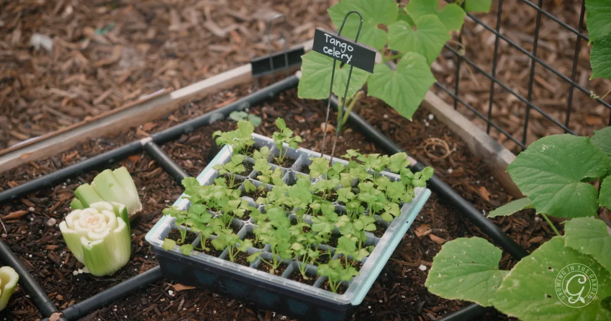 Seedlings labeled Tango Celery growing in a garden bed with other plants and soil visible—perfect for harvesting fresh or making your own freeze dried celery at home.